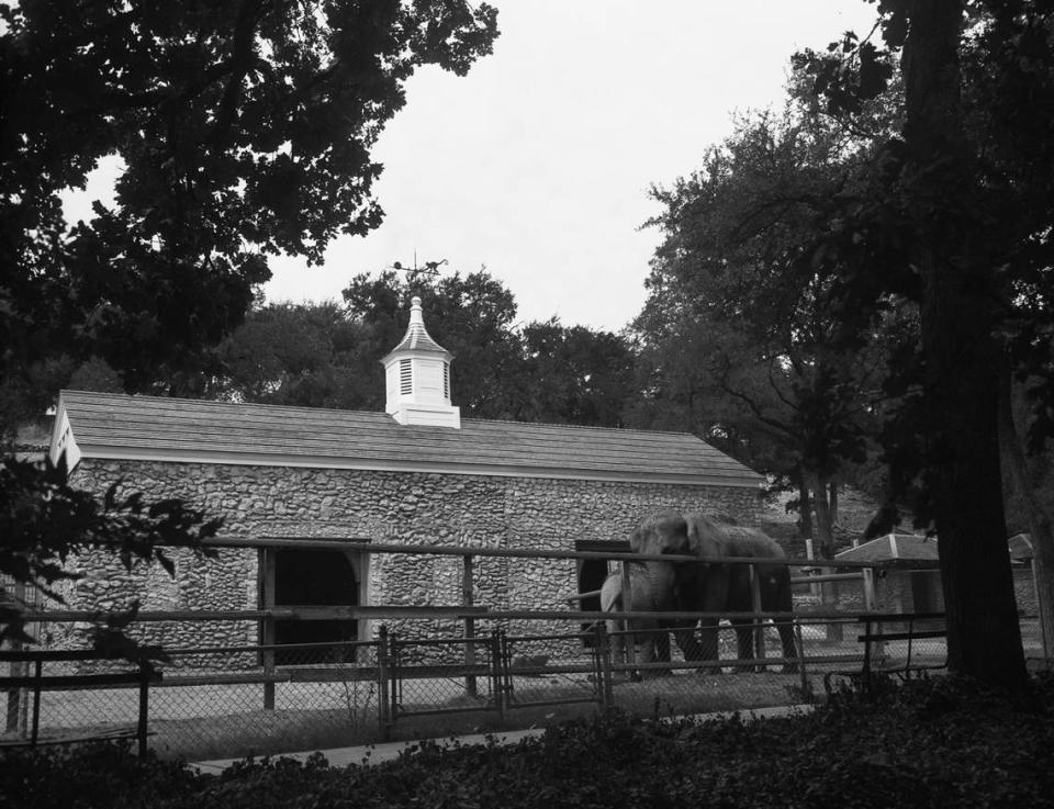 Aug. 10, 1942: The Forest Park Zoo has a new elephant house to be occupied by “Queen Tut” and “Penny”. The house was a joint birthday present to Queen Tut and baby elephant Penny. It’s a new and modern elephant duplex, designed to bring all the latest conveniences to the elephants.