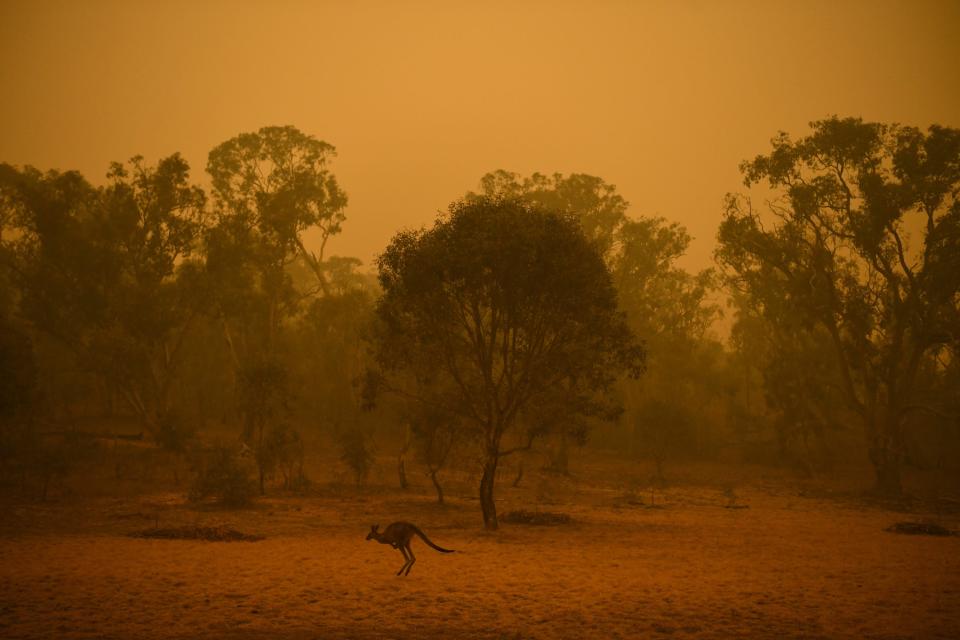 A kangaroo is seen in bushland surrounded by smoke haze early morning in Canberra, Australia, January 5, 2020..JPG