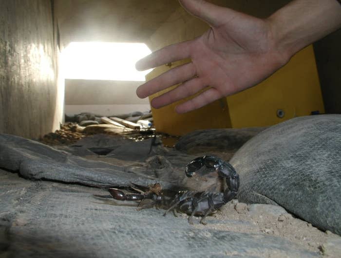 A person's hand near a large scorpion under a crawl space with light shining through