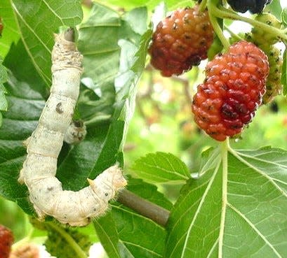 A Mulberry Silkworm caterpillar.