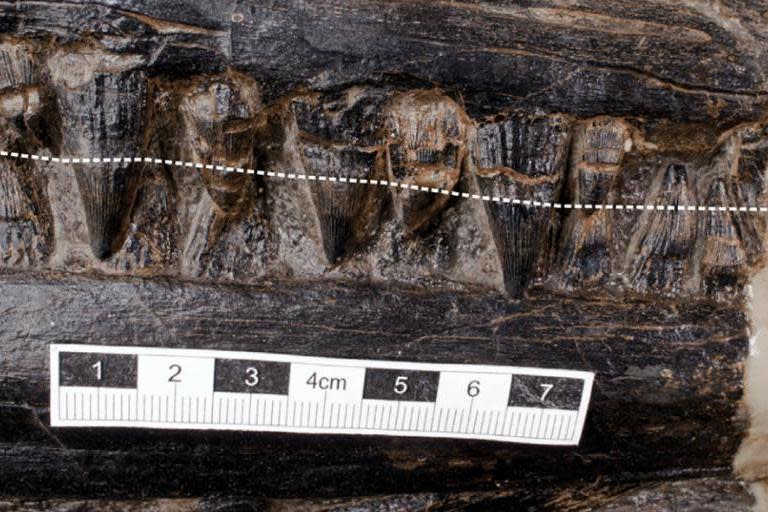 The teeth of the Ichthyosaur, with the broken white line indicating the approximate gum line of the upper jaw (PA)