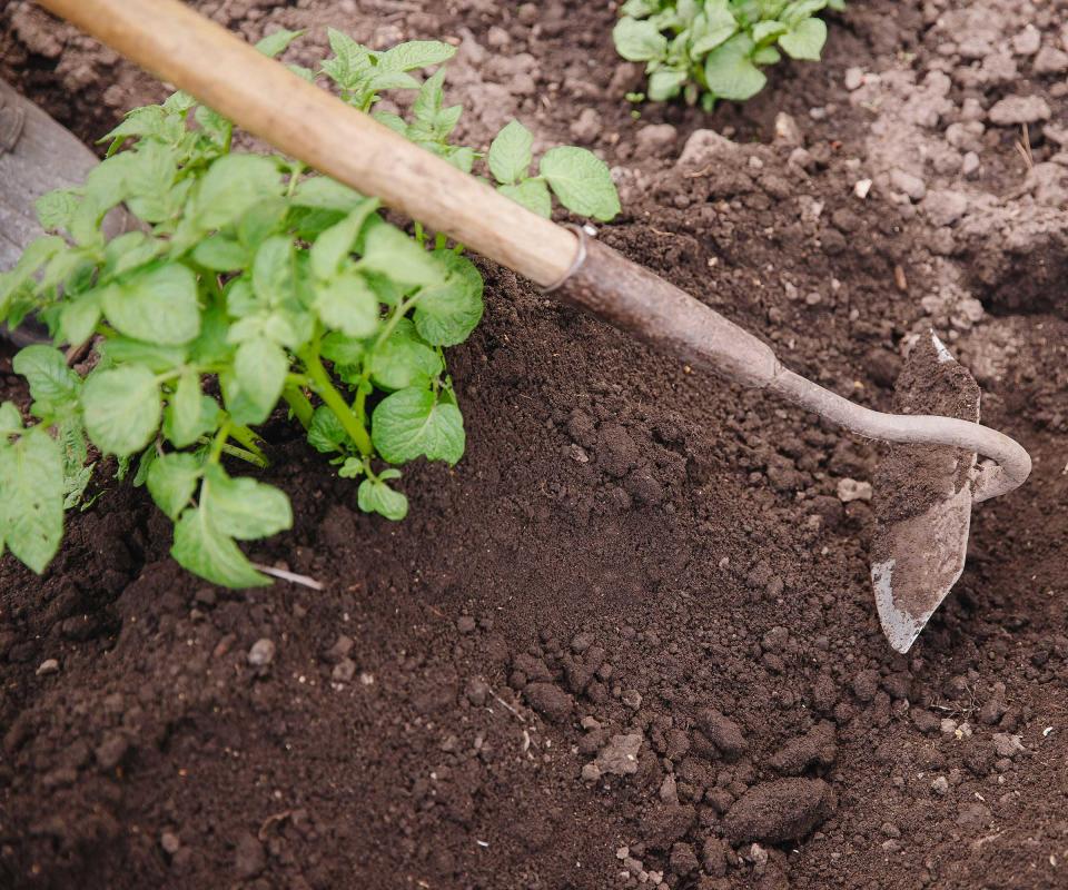 using a draw hoe in garden bed