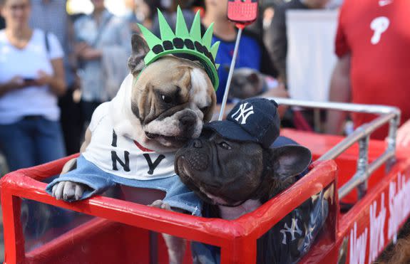 Dogs in costume are seen during the 27th Annual Tompkins Square Halloween Dog Parade in Tompkins Square Park in New York on October 21, 2017. / AFP PHOTO / TIMOTHY A. CLARY        (Photo credit should read TIMOTHY A. CLARY/AFP/Getty Images)