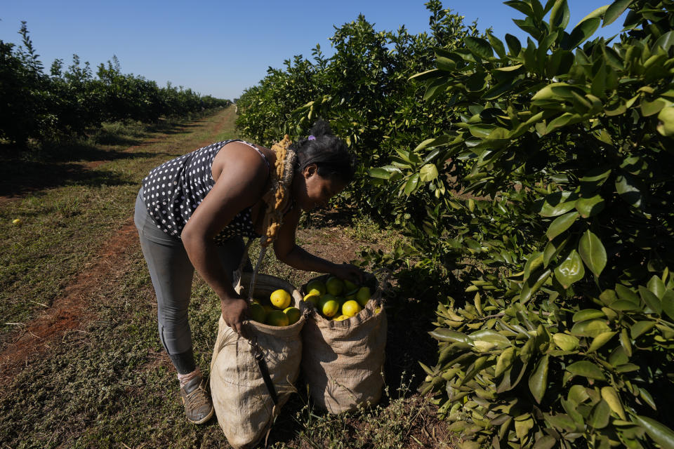 A worker harvests oranges on a farm in Mogi Guacu, Brazil, Thursday, June 13, 2024. Brazil, the world's largest exporter of orange juice, has been affected by heatwaves, a lack of rainfall and an increase in citrus greening bacteria. (AP Photo/Andre Penner)