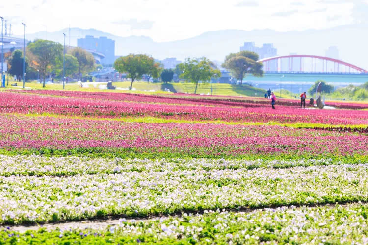 今年古亭花海面積高達近32座標準籃球場。北市工務局提供