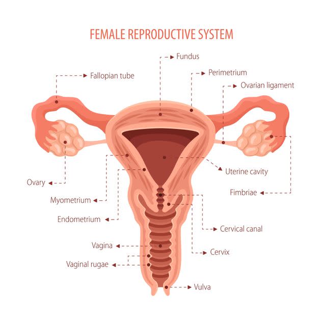 A diagram of the female reproductive anatomy, including the vaginal canal (known as the 