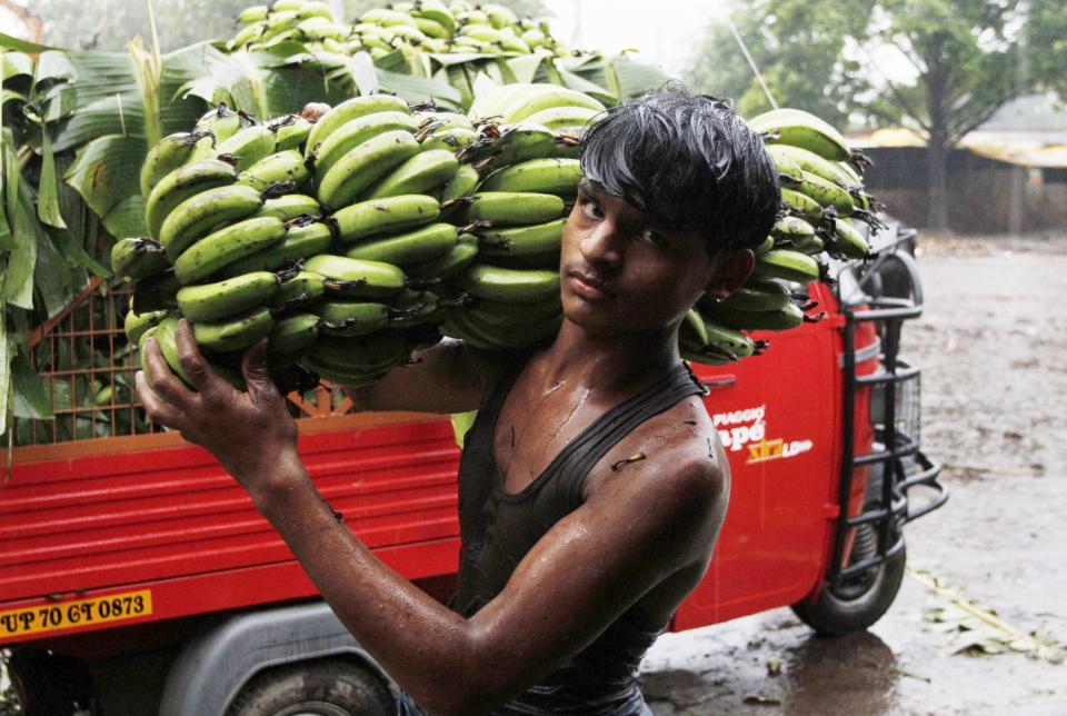 banana crop laborer rain