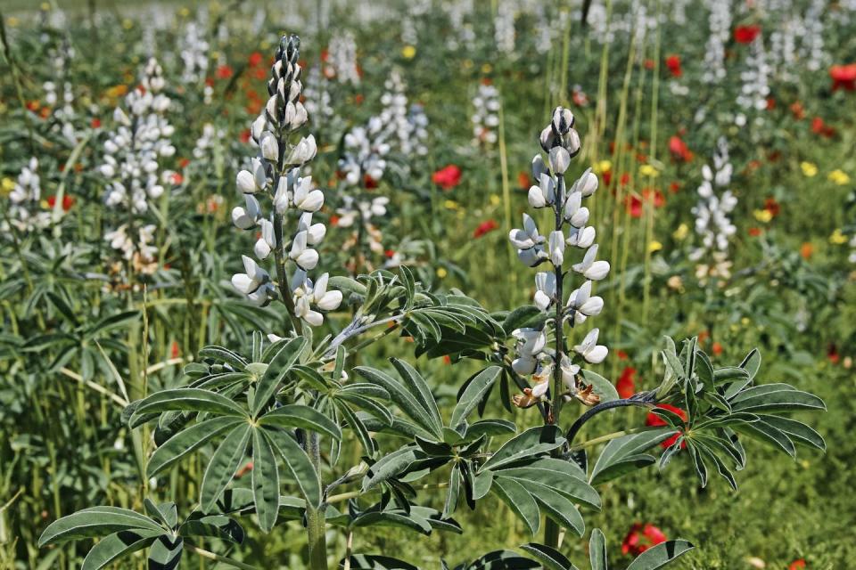 New research has found the ‘sweetness gene’ in white lupins. <a href="https://www.shutterstock.com/image-photo/plants-bloom-lupinus-albus-white-lupin-1402412459" rel="nofollow noopener" target="_blank" data-ylk="slk:Shutterstock;elm:context_link;itc:0;sec:content-canvas" class="link ">Shutterstock</a>