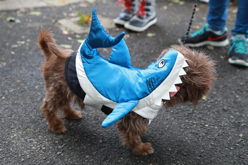 NYC pups in cute and creative costumes for annual Halloween Dog Parade