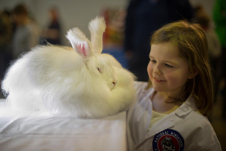 Animal Enthusiasts Enjoy The UK's Rabbit Grand National