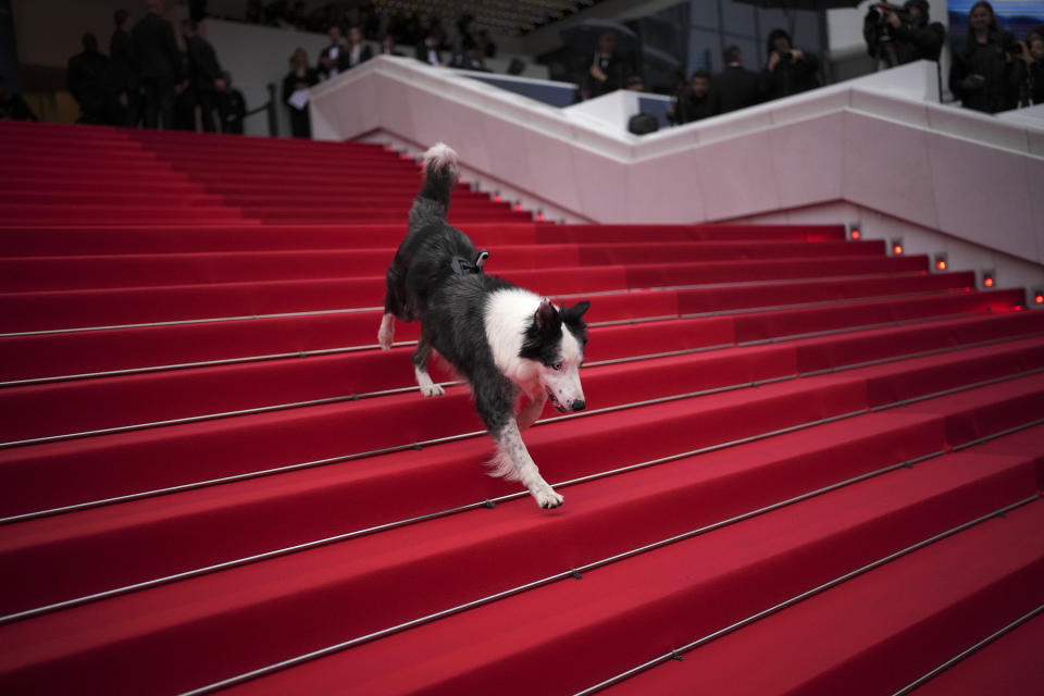 Messi the dog poses for photographers upon arrival at the awards ceremony and the premiere of the film 'The Second Act' during the 77th international film festival, Cannes, southern France, Tuesday, May 14, 2024. (Photo by Daniel Cole/Invision/AP)