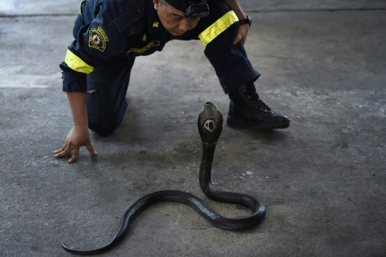 Venomous snakes are taken to the Bangkok Snake Farm, and harmless snakes are taken to a park