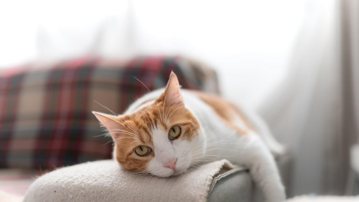  Cat lying on couch. 