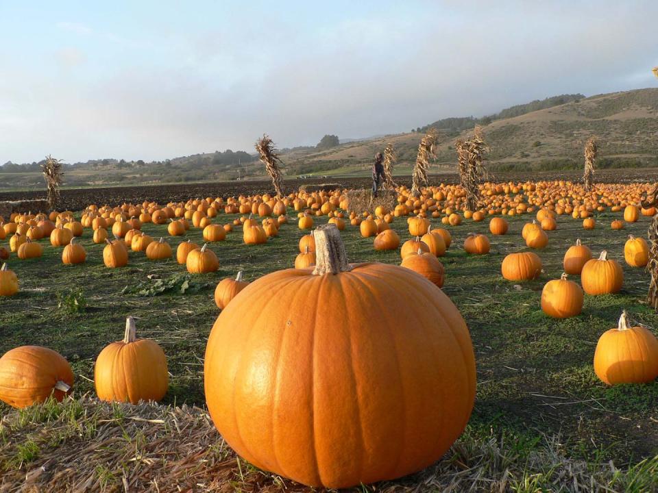 Half Moon Bay Art And Pumpkin Festival