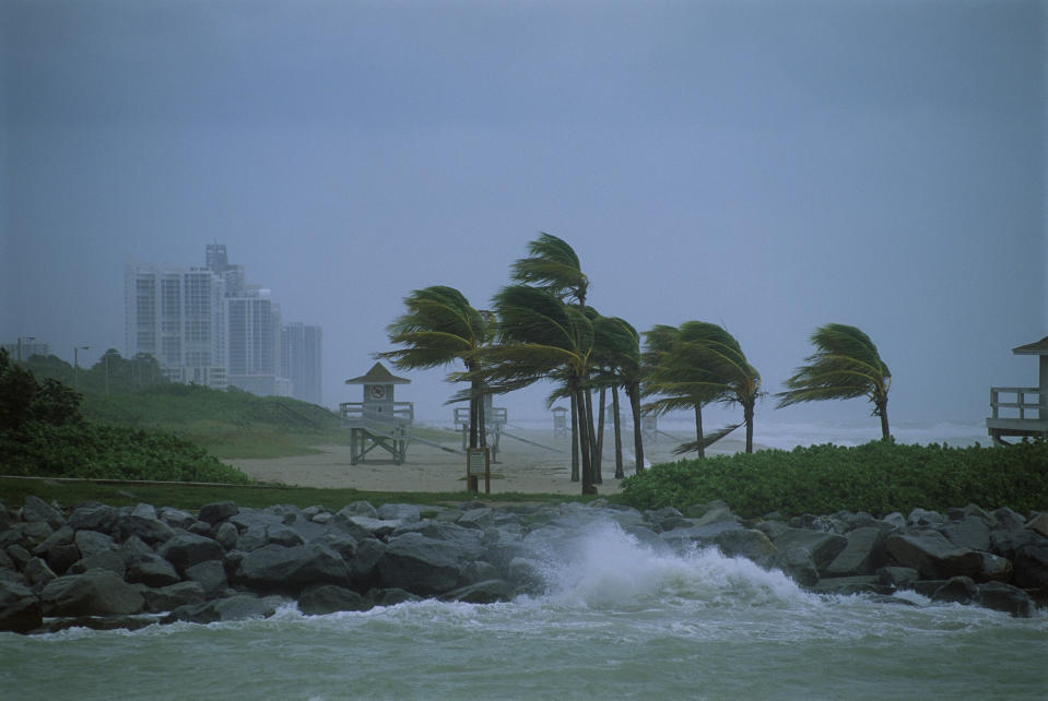 palm trees in the wind during a hurricane