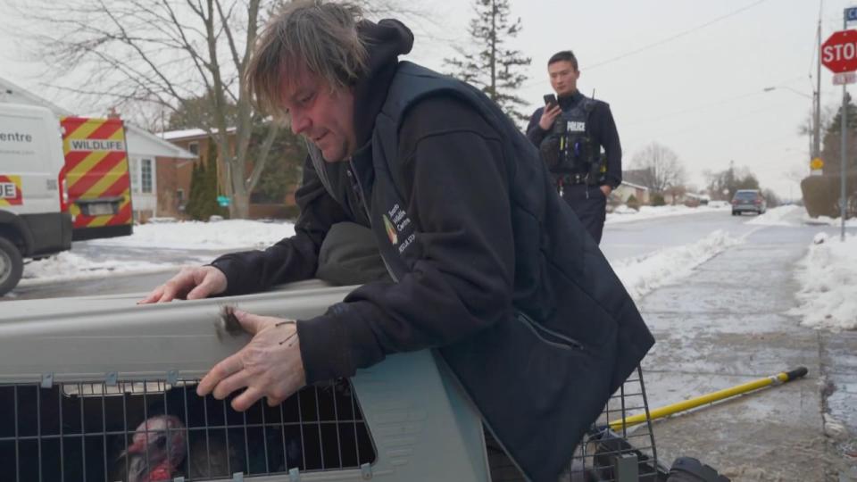 Toronto Wildlife Centre announced the safe capture and release of a wild turkey seen wandering the city for the past two months.  (Toronto Wildlife Centre/YouTube - image credit)