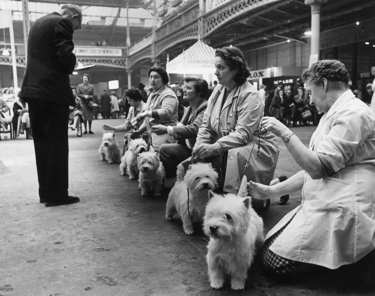 The first Crufts show was set up in 1891 by Charles Cruft.  (Getty Images)