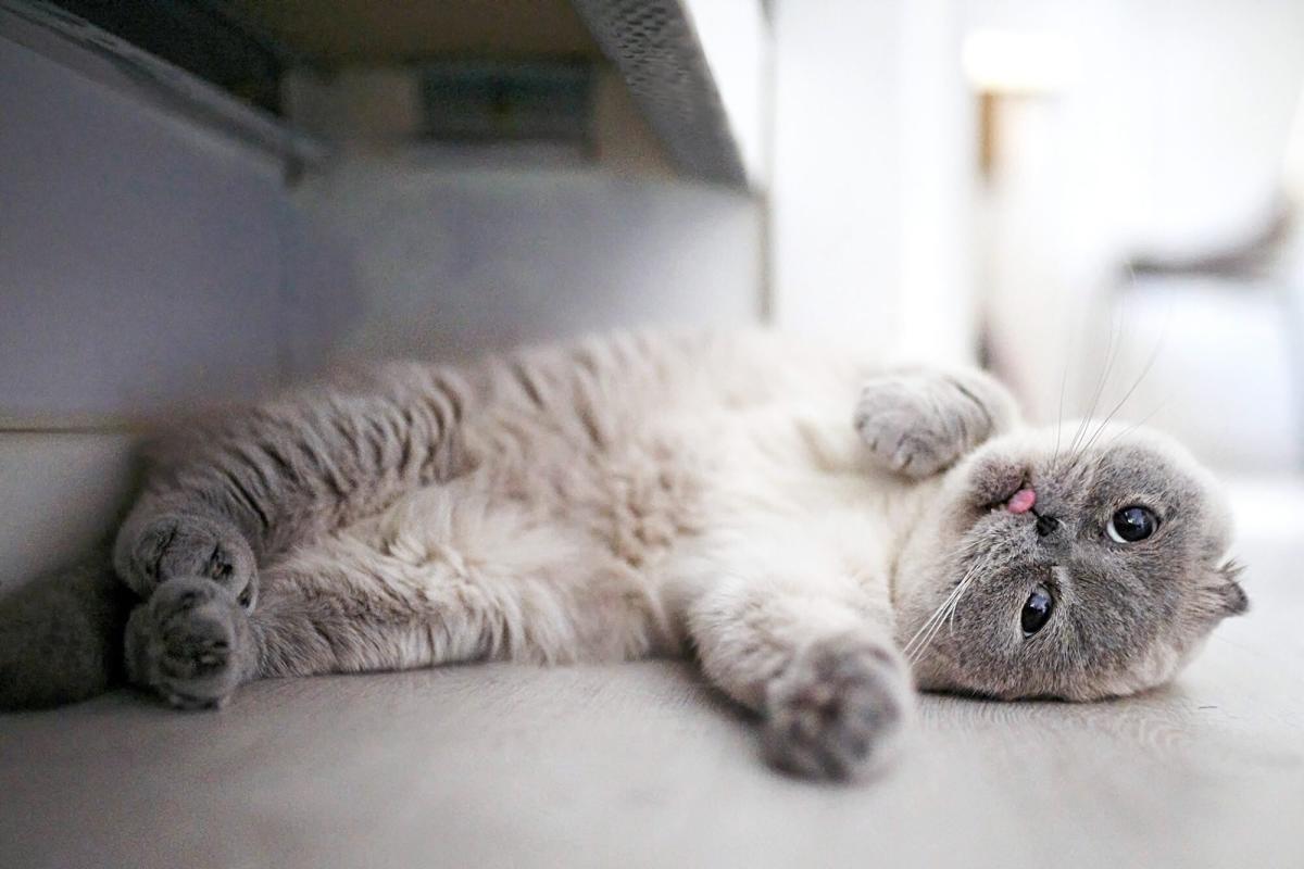 The Cutest Cat Breeds: 14 Cats You'll Definitely Want to Snuggle