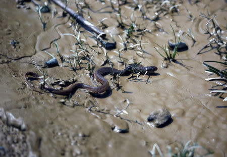 A snake crawls along a flooded area in Saptari District, Nepal August 14, 2017. REUTERS/Navesh Chitrakar