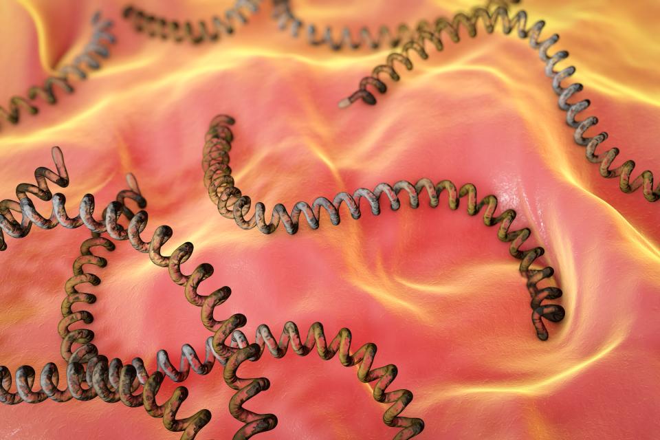 Leptospira bacteria, computer illustration. Leptospira is one of a group of helical bacteria known as spirochaetes, which contains many serious pathogens. Leptospira cells have many small coils and an overall C- or S-shaped form. One or both ends of Leptospira are usually hooked. The parasitic species L. icterohaemorrhagiae is the main causative agent of leptospirosis (Weils disease), but many other Leptospira species cause similar symptoms, attacking the liver (jaundice) or the meninges of the brain (meningitis). Infection occurs through contact with rodents, dogs and farm animals, so farmers, sewage workers and veterinary surgeons are particularly susceptible. Treatment is with penicillin.