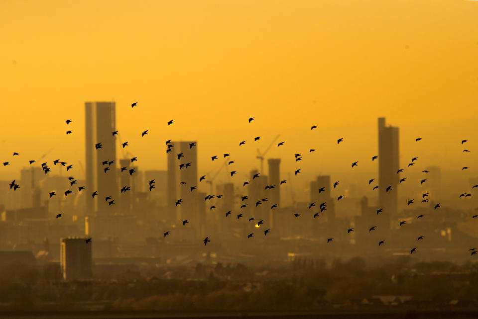 MANCHESTER, ENGLAND - FEBRUARY 25: Starlings fly past the Manchester skyline as the sun begins to set on February 25, 2019 in Manchester, England. (Photo by Anthony Devlin/Getty Images)