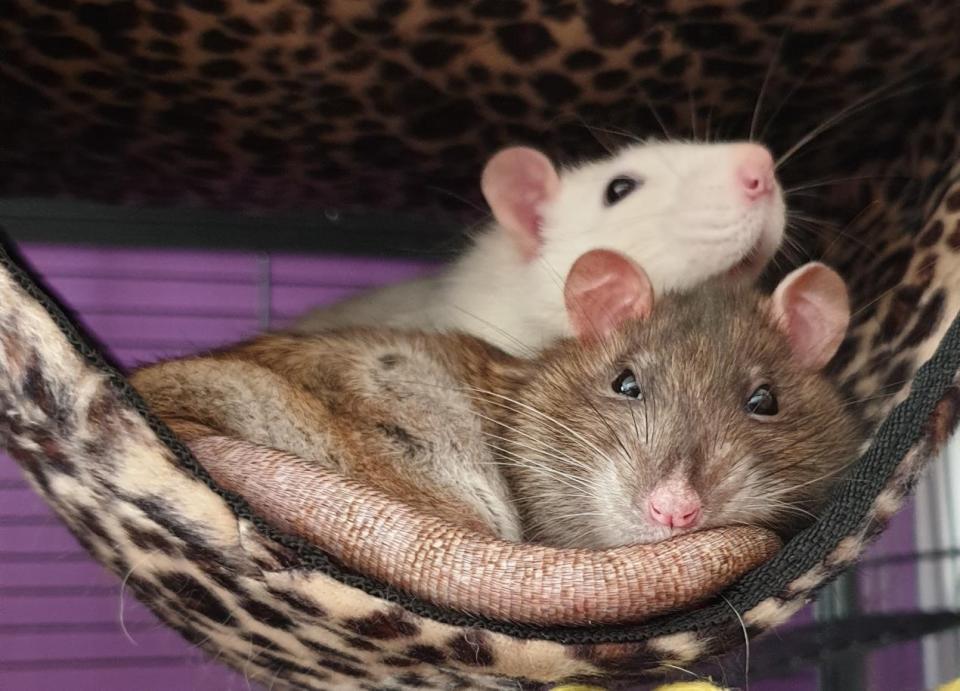 Dr Leanne Proops’ pet rats Harry (white) and Huxley (University of Portsmouth/PA)