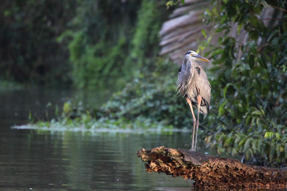 Tortuguero National Park