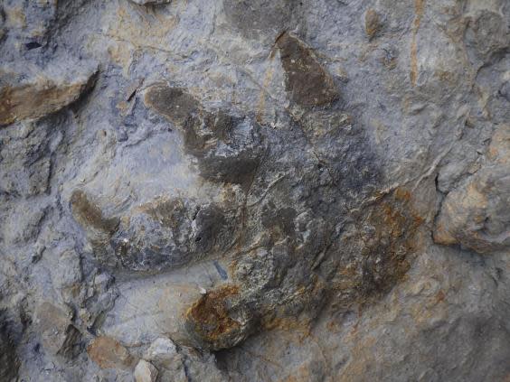 An ankylosaurus footprint from the Sussex site with skin and claw impressions (Neil Davies)