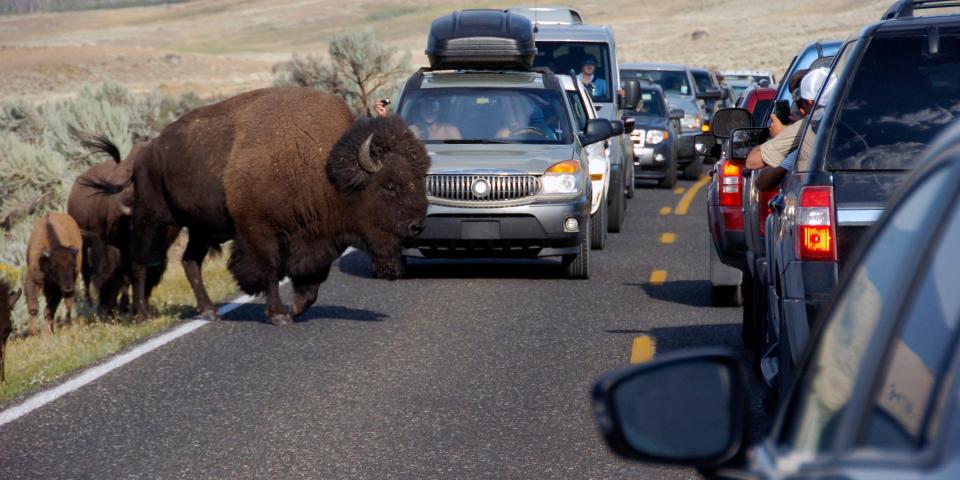 A bison and her calves crossing a road in that is backed up with a line of cars.