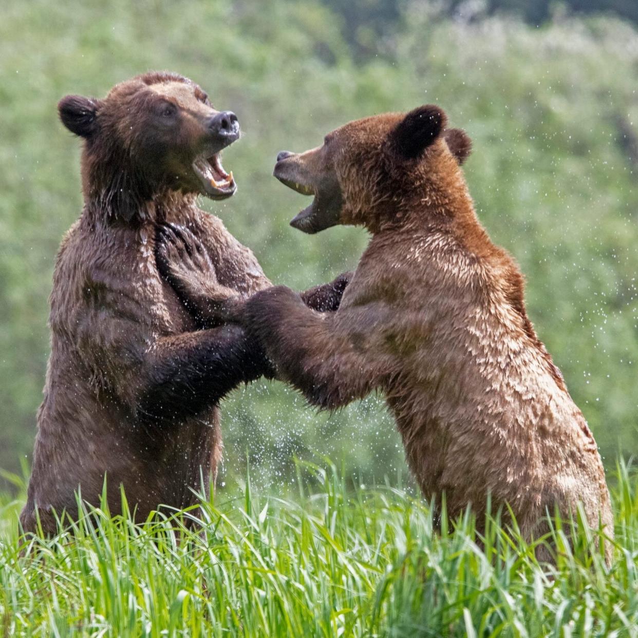 Young bears play fighting in Canada. - Danny Sullivan/Solent News & Photo Agency 