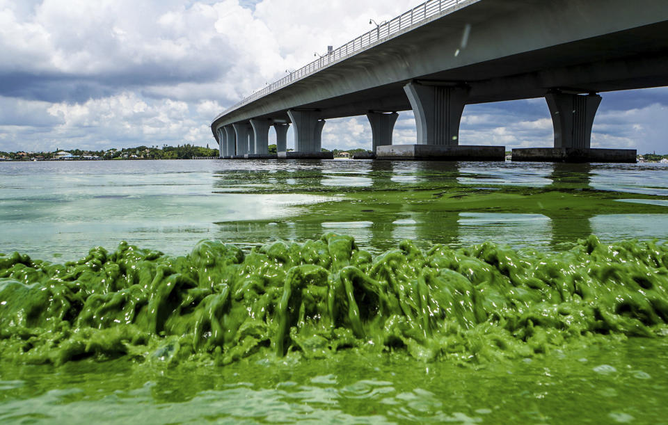 <p>Water full of algae laps the Sewall’s Point shore on the St. Lucie River, Fla., June 27, 2016. Despite hundreds of millions of tax dollars spent to reduce pollution in Florida’s 153-mile-long Indian River Lagoon, an Associated Press analysis of water quality data from 2000-2015 found stark increases in pollutants that cause harmful algal blooms. (Photo: Richard Graulich/The Palm Beach Post via AP) </p>