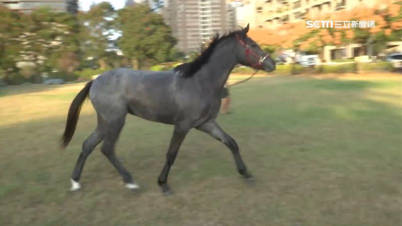 館主表示，馬匹經過訓練，穩定性高、不會怕車。