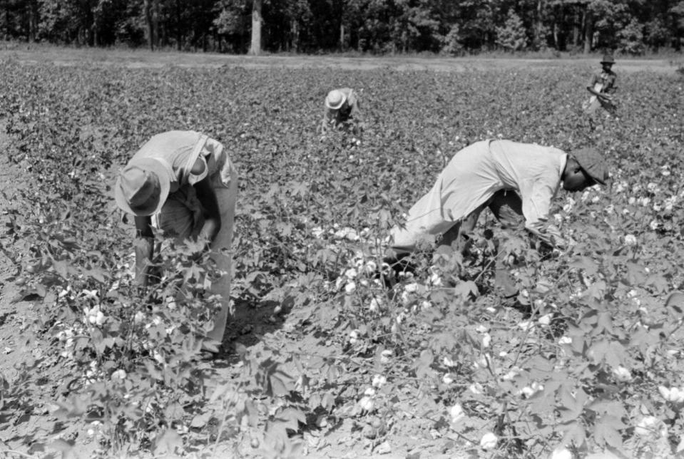 Workers picking cotton in field: Picking cotton in Arkansas (Library of Congress, Prints & Photographs Division, Farm Security Administration/Office of War Information Black-and-White Negatives)