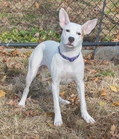 Chili is a female terrier. She is up for adoption through Save the Animals Rescue Team ll in Englewood.
