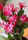 <p>The Easter cactus blooms in early spring, but even without the bright flowers, the green segments make for an attractive plant year round. Like other holiday cacti, Easter cactus prefers bright light but not direct sunlight, which will burn its leaves. <a href="https://www.countryliving.com/gardening/garden-ideas/a35727194/easter-cactus-care/" rel="nofollow noopener" target="_blank" data-ylk="slk:Get Easter cactus care tips." class="link ">Get Easter cactus care tips.</a></p><p><a class="link " href="https://go.redirectingat.com?id=74968X1596630&url=https%3A%2F%2Fwww.etsy.com%2Flisting%2F775340416%2Feaster-cactus-pink-orange-red-live-plant&sref=https%3A%2F%2Fwww.countryliving.com%2Fgardening%2Fg28365636%2Ftypes-of-cactus-species%2F" rel="nofollow noopener" target="_blank" data-ylk="slk:SHOP EASTER CACTUS">SHOP EASTER CACTUS</a> </p>