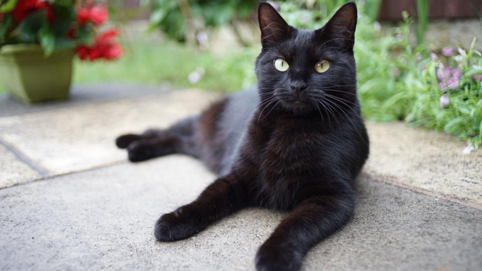 Bombay cat sitting on the ground