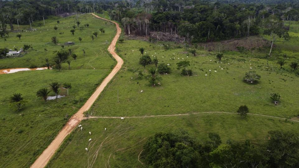 Cattle graze in an area of deforestation in the Chico Mendes Extractive Reserve, in Xapuri, Acre state, Brazil, Tuesday, Dec. 6, 2022. Cattle became Acre's most important economic activity. (AP Photo/Eraldo Peres)