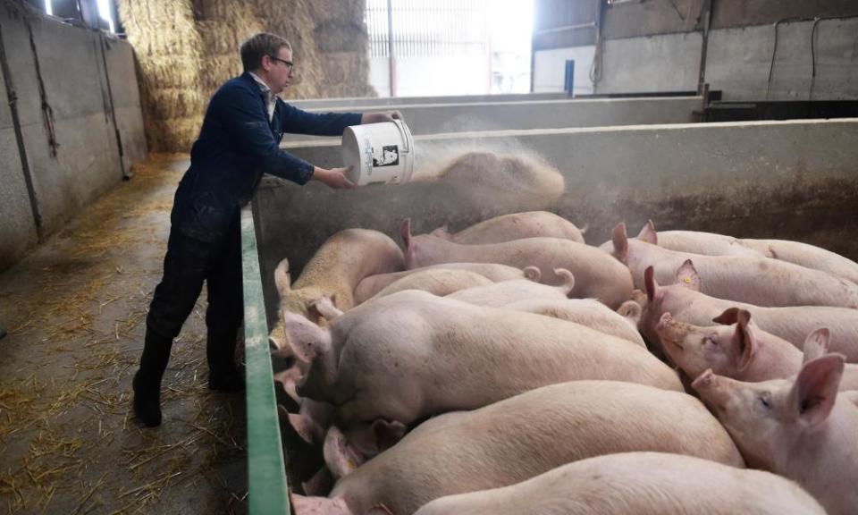 Pigs are fed on a farm in Preston, October 2021.