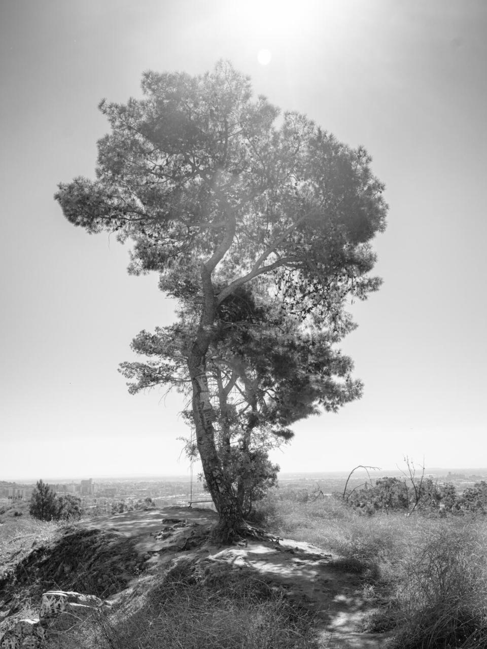 Aleppo pine, the tallest pine species that grows in LA.