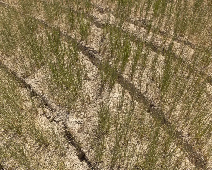 One of the rice fields dried up and can no longer be cultivated in Vespolate, Italy.