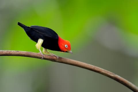 The red-capped manakin, charming little fellow - Credit: getty