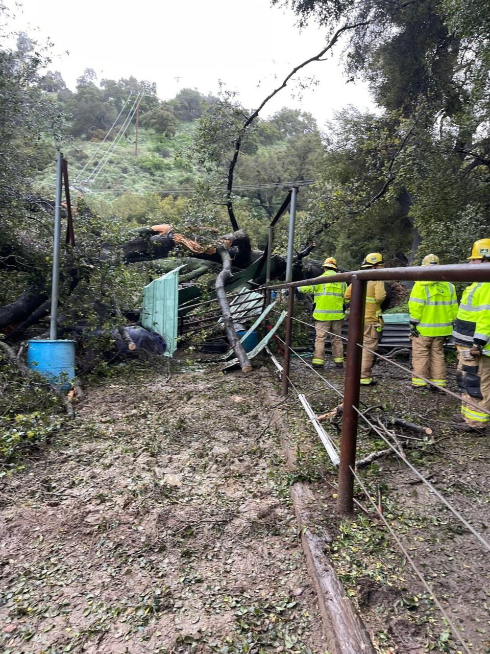 Ventura County firefighters rescued two horses when an oak tree fell in the Oak View area Wednesday.