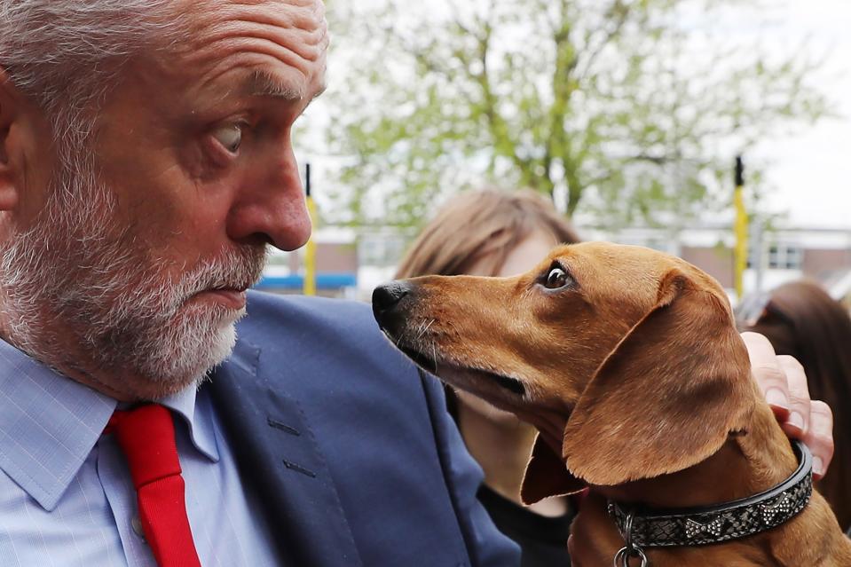 <p>Labor Leader Jeremy Corbyn is startled by Cody the Dachshund during a campaign event outside the James Paget Hospital on May, 13, 2017 in Great Yarmouth, England. (Photo: Dan Kitwood/Getty Images) </p>