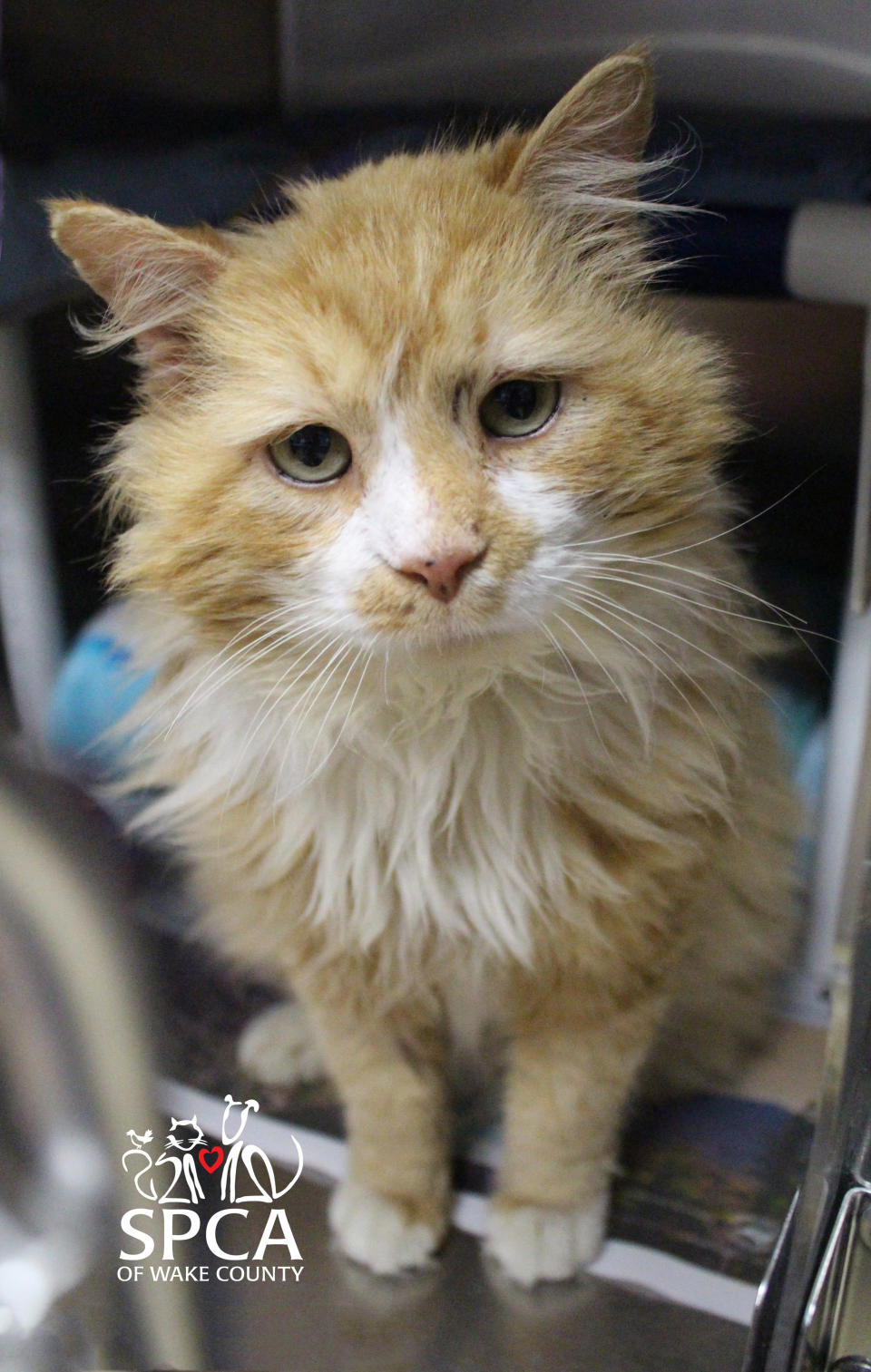 Toby,&nbsp;before he was adopted and was&nbsp;still at the SPCA of Wake County.