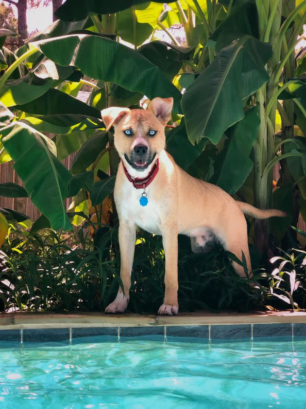 “He doesn’t enjoy swimming yet,” says Clauder. “But I've acclimated him to water and he now enjoys his kiddie pool/hose/water spray toys.” (Photo: Christine Clauder)