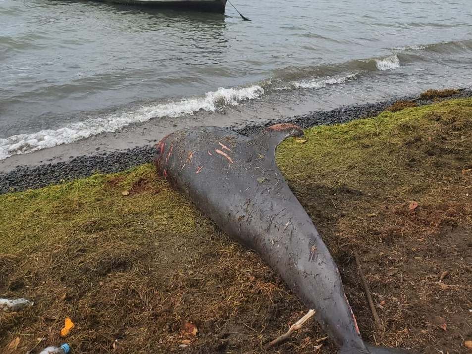 A dolphin carcass lies near the water at Grand Sable, Mauritius: via REUTERS