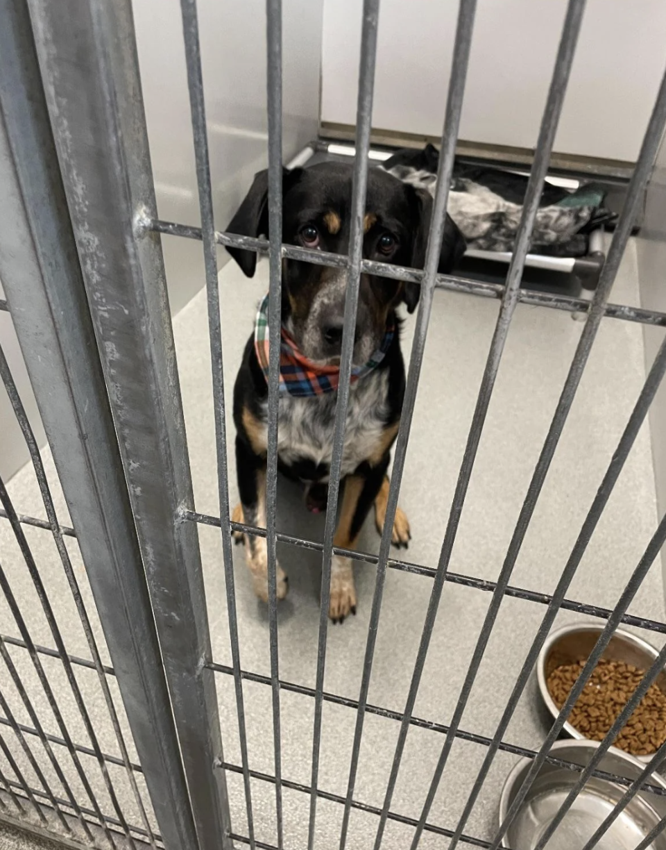 A dog in a shelter cage