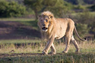 These are the rip-roaring scenes of a mass battle between a pride of lions which were snapped by a brave photographer from just TWENTY meters away. The spontaneous brawl in the Serengeti National Park, Tanzania was caught by amateur photographer Andrew Atkinson who captured the early morning combat between the young cats just as the sun came up. The safari truck he was on pulled up as the dominant male strode over to kick-start the turf wars between the big cats who can tip the scales at anywhere up to the 180kg mark. PIC BY ANDREW ATKINSON / FOTOLIBRA / CATERS NEWS