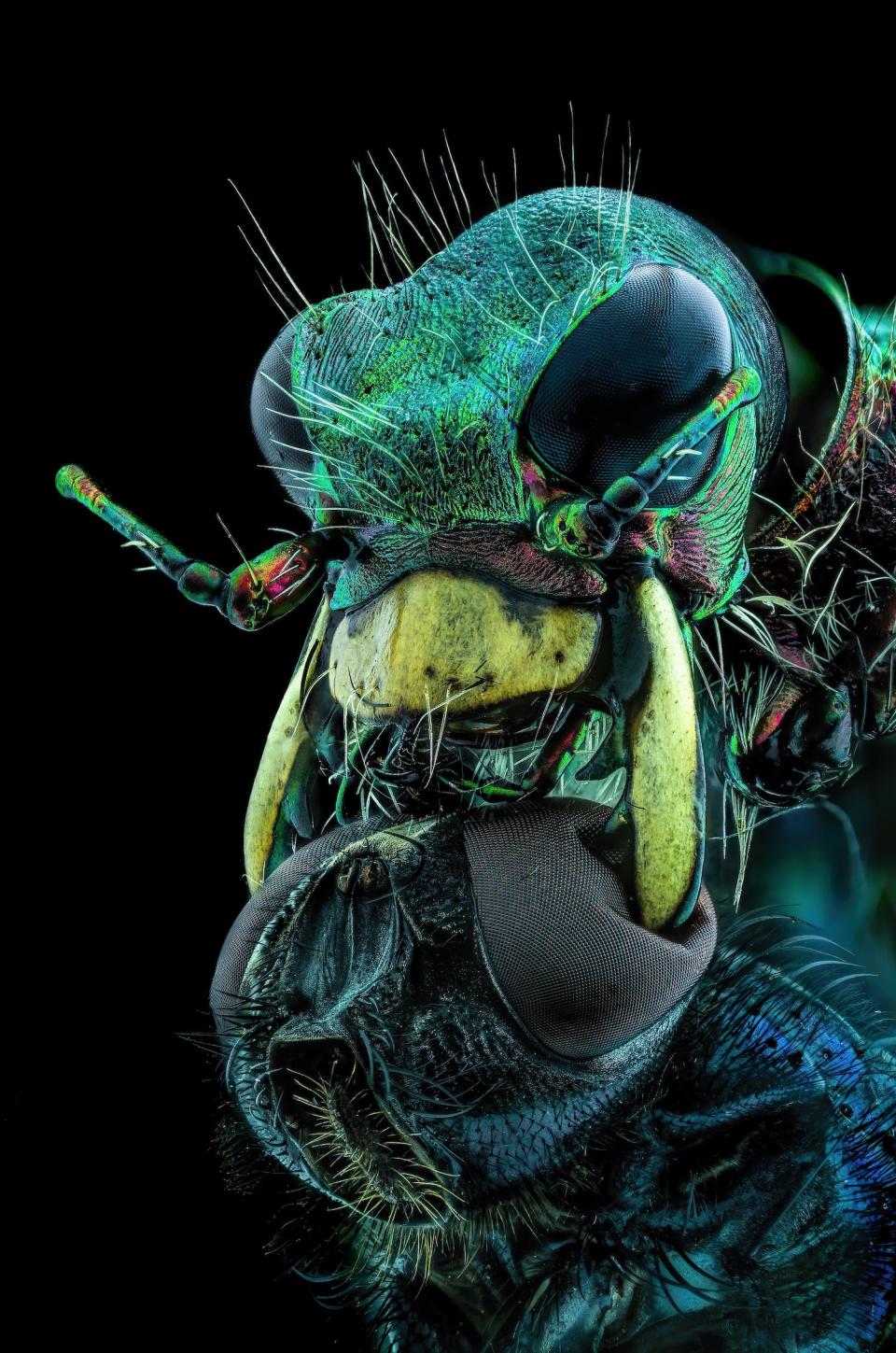 A fly under the chin of a tiger beetle