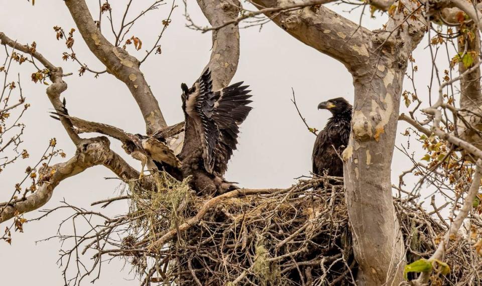 An eaglet chases a young red-tailed hawk out of its nest in San Simeon on June 8, 2024. The hawk fell into branches below and was rescued by observers.